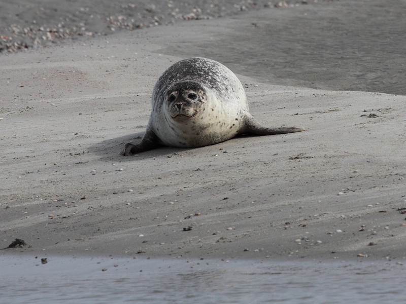 Zoogdieren